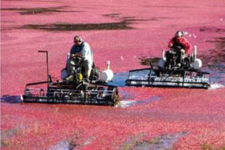 Canadian Cranberry Orchard