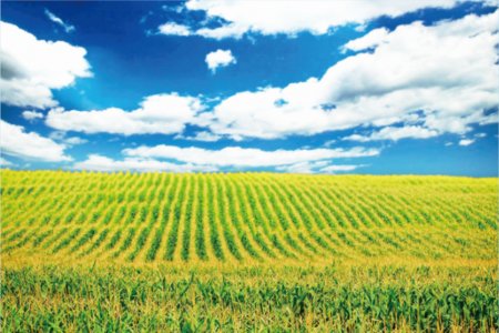 American corn farms