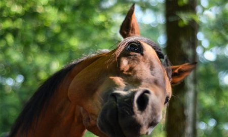 Lisez le guide complet de votre cheval