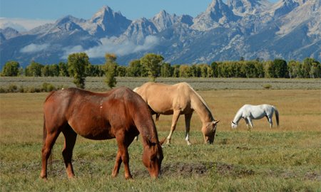 Le Guide ultime pour la gestion du poids du cheval