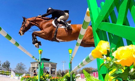 Les meilleures races de chevaux pour le saut d'obstacles