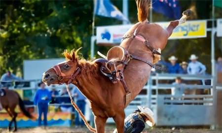 Comportement de coups de pied chez les chevaux : causes et solutions