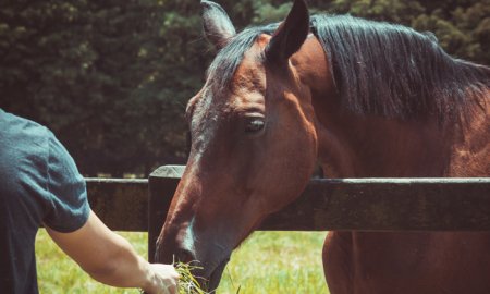 Que peut manger et ne pas manger un cheval ?