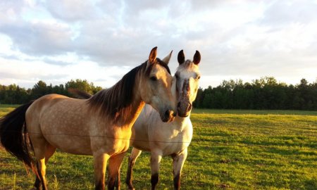 Kinésithérapie et rééducation pour votre cheval