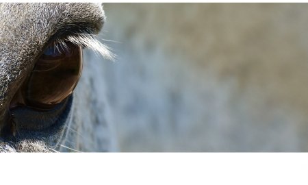 Connaissez-vous vraiment les yeux des chevaux ?