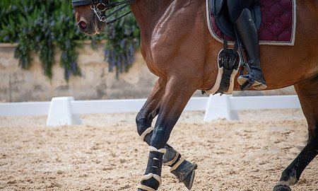 Le Guide du Dressage
