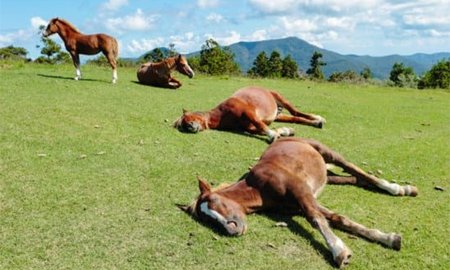 Pourquoi un cheval se couche-t-il ?