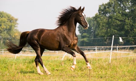 Apprenez-en plus sur les muscles des jambes du cheval