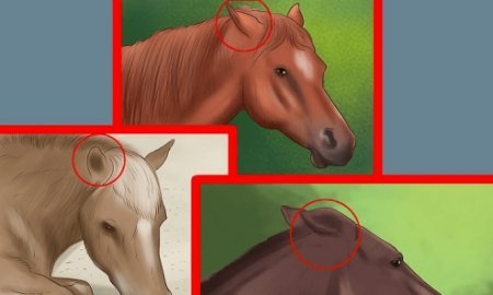 Comment comprendre le langage corporel de votre cheval ?