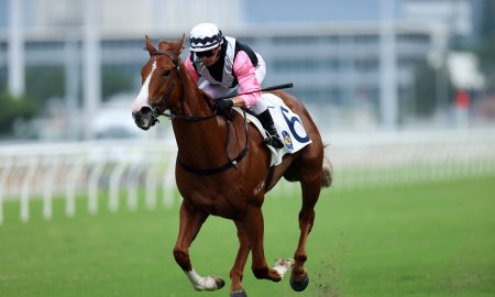 Le guide ultime des soins pour chevaux : Garder votre cheval de course en bonne santé et plein d'énergie