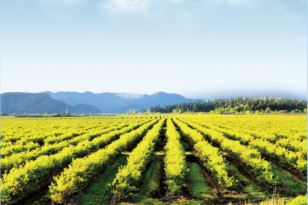 カナダブルーベリー園