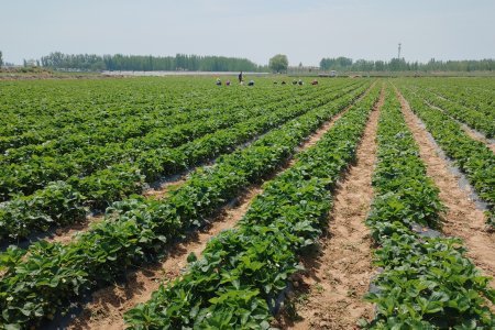 国産いちごベース