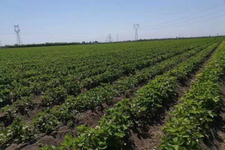 国産いちごベース