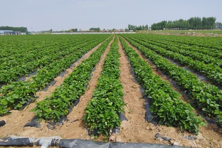 国産いちごベース