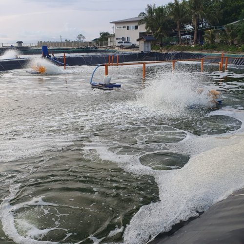 Shrimp Farming