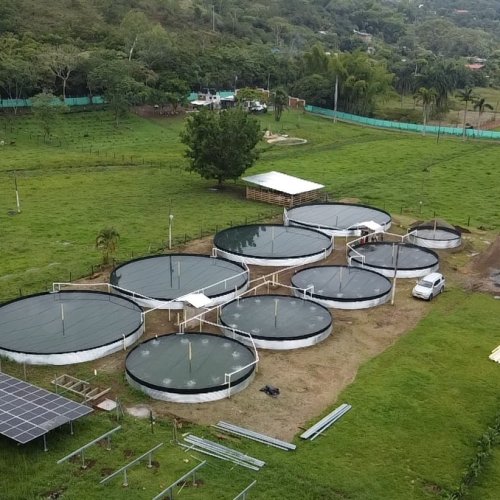 Tilapia Fish Farming