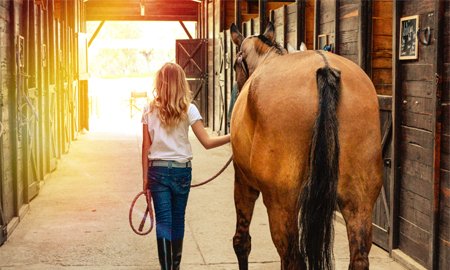 How much does it cost to buy a horse?