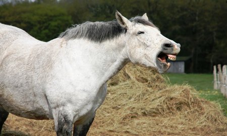 How to choose the best hay