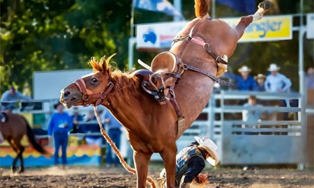 Kicking Behavior in Horses: Causes and Solutions