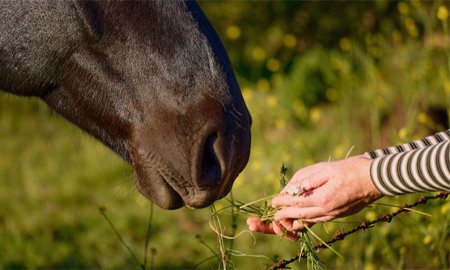 A Comprehensive Guide for Horse Feeding