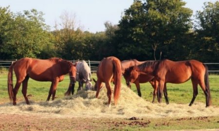 What can horse eat and not eat?