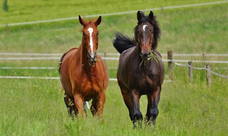 Physical Therapy and Rehabilitation for Your Horse