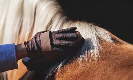 How to Properly Groom a Horse
