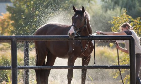 How to Bathe a Horse