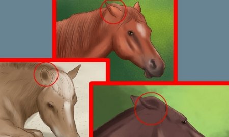 How to understand your horse's body language?