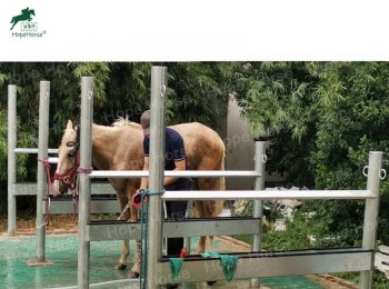 Horse Washing Bay