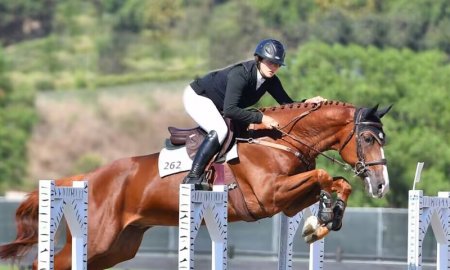 The Ultimate Guide to Horse Show Jumping