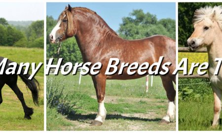 How Many Horse Breeds Are There?