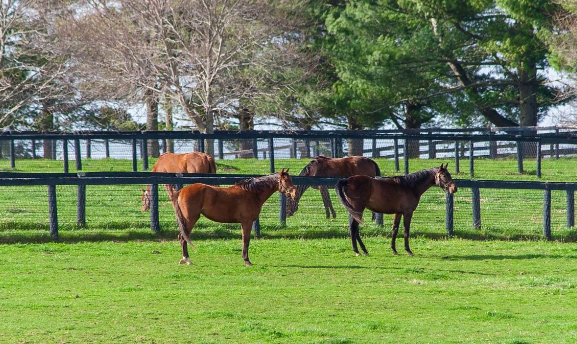 horse riding facility in summer vs winter