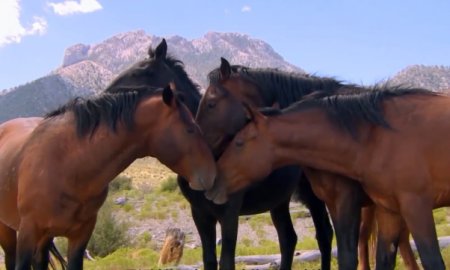 What’s My Horse Saying? 