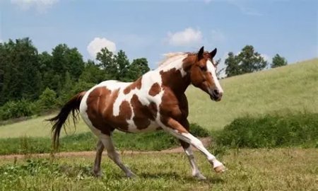 Understanding the Average Lifespan of Horses