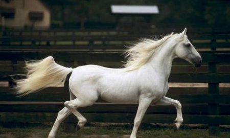 Discovering the Perfect Horse Names for Every Equine