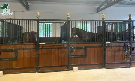 How Much Does It Cost to Buy a Horse? 