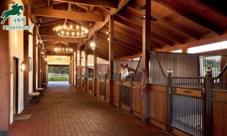 Beginner’s Guide to Horse Riding Equipment