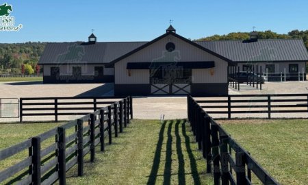 Costs & Key Considerations for Caring for Your Horse