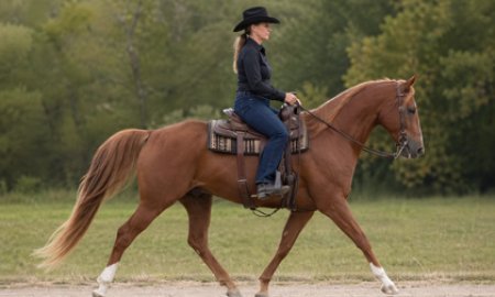 Guide to Horse Gaits