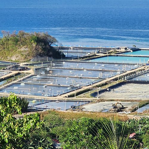 High-density Aquaculture